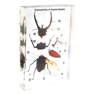 Gelsonlab HSBS-051 Acrílico Representantes de Artrópodes Espécime incorporado espécimes biológicos - Product Image 5
