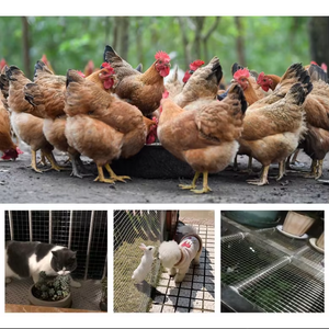 Plastic-coated Welded Wire Mesh <b>Green</b> Steel Wire Dutch <b>Netting</b> Chicken Farming Enclosure Fence Protective <b>Netting</b> - Product Image 5