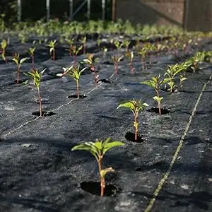Đen Weed kiểm soát vải vườn cây ăn quả Weed Mat Nhà Máy Giá thân thiện với môi trường Weed rào cản vải
