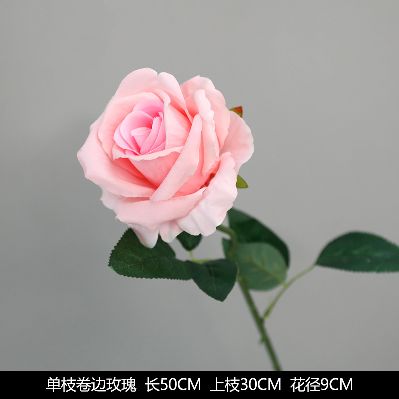 Single curled rose