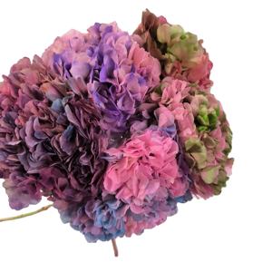 Couleurs dégradées stabilisées vraies fleurs d'<span class=keywords><strong>hortensia</strong></span> séchées préservées <span class=keywords><strong>hortensia</strong></span> à grandes feuilles pour les événements à la maison décor de mariage bricolage artisanat - Product Image 1