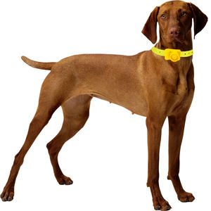 Produit de formation <span class=keywords><strong>pour</strong></span> animaux de compagnie de vente chaude <span class=keywords><strong>collier</strong></span> de bipeur de formation de <span class=keywords><strong>chien</strong></span> de chasse électrique <span class=keywords><strong>pour</strong></span> <span class=keywords><strong>chien</strong></span> de chasseurs - Product Image 4