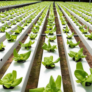 Système <span class=keywords><strong>de</strong></span> semis en plastique Idroponico Drain Stands Flood Table Pvc Pipe Garden Hydroponic Planting System Price - Product Image 5