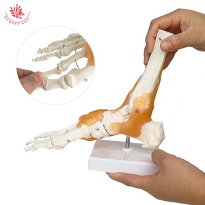 Modelo de Anatomía de la articulación del pie FRT027 <span class=keywords><strong>tobillo</strong></span> de PVC de tamaño real incluye ligamento hueso <span class=keywords><strong>humano</strong></span> recurso de enseñanza anatómica - Product Image 6