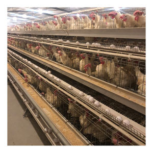 Gabbia per animali di tipo A per galline ovaiole, attrezzatura agricola in vendita calda <span class=keywords><strong>2026</strong></span>, materiale zincato a caldo - Product Image 3