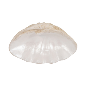 Ciotola Decorativa a Forma di Conchiglia, Centrotavola Ispirato al Mare, Decorazione per la Casa - Product Image 6