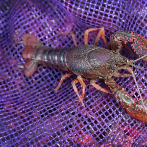 OMAI Canlı Kerevit Torbası 42X74cm PP Plastik Patates Soğan Deniz Ürünleri Sebze Paketleme Leno File Çanta İpli Tarım İçin - Product Image 2