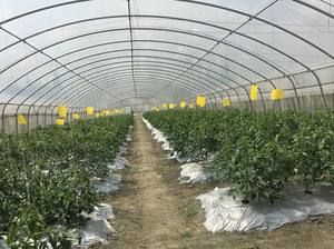 Pomodoro/Lattuga/Melanzana/Fragola Idroponica bottiglia di Plastica Pellicola Serre - Product Image 4