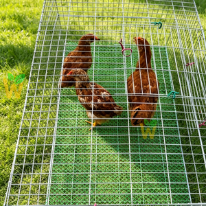 Cage en grillage métallique pour poulets, coqs, lapins et cailles - Product Image 1