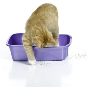 Arena para Gatos de Aglutinación Rápida con Aroma a Lavanda y Control de Olores, Arena Sanitaria de Bentonita - Product Image 5