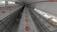 Cages automatiques à batterie pour poulets de chair de type H Poulet pour ferme avicole