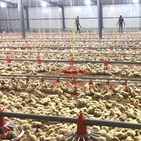 Nouvel équipement d'élevage au sol pour poulets de chair avec système d'alimentation automatique, construction galvanisée à chaud, certifié ISO 9001