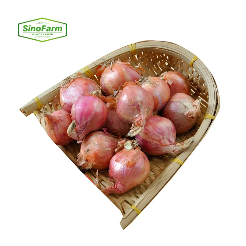 Wholesale fresh shallot onion import export competitive price high quality Chinese factory