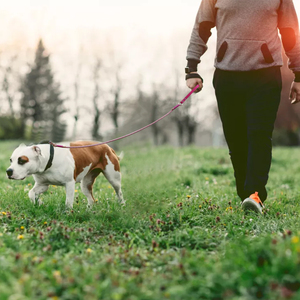 Laisse de corde pour chien extrêmement résistante, corde d'escalade de montagne de qualité supérieure, laisse pour chien qui marche - Product Image 6
