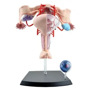 繁殖システム4d人体臓器解剖学的女性子宮モデル