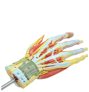 Modelo de Anatomía de Mano Desmontable de Tamaño Real con Vasos Sanguíneos y Nervios, 7 Partes - Modelo Anatómico de Ciencias Médicas - Product Image 6