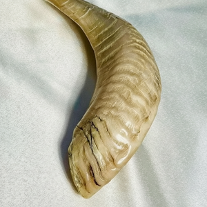 Corne de Choréphore en Mouton Naturel Poli - Décoration Religieuse Écologique de Haute Qualité pour la Maison - Product Image 1