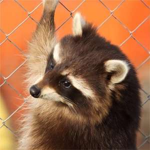 Clôture en treillis métallique galvanisé sur mesure de 1,8 m, maille tissée en diamant, clôture de ferme en PVC, cadre en acier, clôture de sécurité pour l'élevage en pâturage - Product Image 5