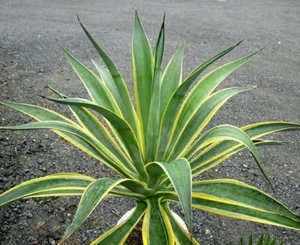 化粧品天然ハーブエキスリュウゼツランシロップセンチュリー植物Magueyリュウゼツランアメリカーナ葉エキス10:1リュウゼツランエキス - Product Image 3