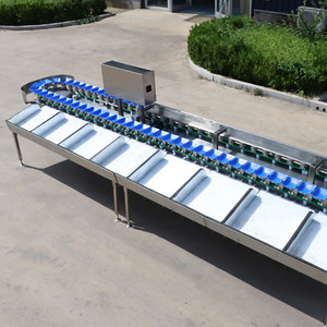 Machine de triage de homards vivants, fruits, légumes, durian, avocat, asperges blanches, triage par poids, capacité 300 <span class=keywords><strong>kg</strong></span>/h, modèle THRIVE THST-7 - Product Image 3