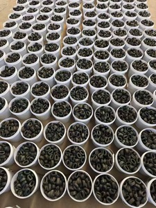 ก่อนตัดลวดอบสีดำชนิด <span class=keywords><strong>U</strong></span> ขนาด1.2-1.35มม. สำหรับผูกเหล็กเส้นอย่างรวดเร็วในโครงการก่อสร้าง - Product Image 2