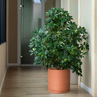 Vente en gros de pots de fleurs en céramique de terre cuite, design personnalisé, pour jardinage intelligent, jardinières pour plantes succulentes, pots en terre cuite pour plantes