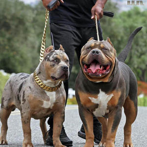 <span class=keywords><strong>Collar</strong></span> de Perro de Acero Inoxidable Dorado de 32 mm, <span class=keywords><strong>Collar</strong></span> de Metal para Bulldog, Collares y Correas de Cadena Dorada para Mascotas, Venta al por Mayor de Fábrica - Product Image 6