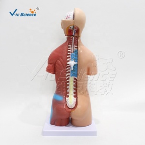 Modèle de torse humain homme/femme de 45 cm, 23 parties détachables, modèle d'enseignement médical d'anatomie avec fœtus en PVC - Product Image 3