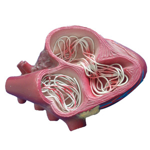 Анатомическая модель Canine Dog сердцевидного червя для ветеринарии - Product Image 3