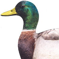 Silhouette de canard de chasse flocage personnalisable Leurre avec piquets