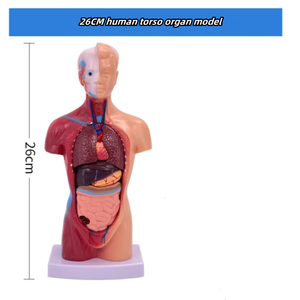 Modelo Anatómico Humano de Alta Gama de 26 CM, Desmontable, 15 Modelos Anatómicos Humanos - Product Image 4
