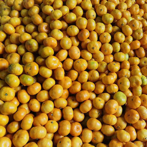 Tee-shirt <span class=keywords><strong>de</strong></span> couleur orange <span class=keywords><strong>satsuma</strong></span>, collection 2020 - Product Image 1