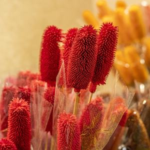 Pinceau Boho en forme de bouteille naturelle, motifs de fleurs séchées, pour un Arrangement Floral, tête de <span class=keywords><strong>plante</strong></span> préservée, Branches de Banksia Dipsacus - Product Image 6