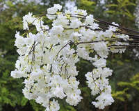 Ranting Bunga Sakura Cherry Blossom Jepang Warna Pink dari Sutra Buatan untuk Dekorasi Dinding Latar Belakang Pernikahan