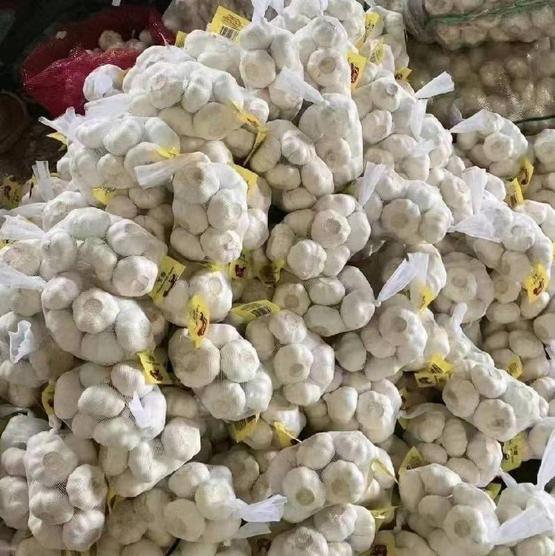 Premium Fresh Garlic Bulk Supplier Shandong