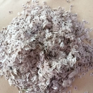 Paulownia <span class=keywords><strong>hybride</strong></span> de haute qualité, nouvelle récolte, variété 9501, espèces à vendre - Product Image 5