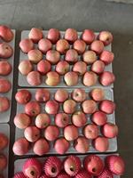 Apel Fuji Proharvest Segar, Manis, Renyah, Ukuran 8.5cm, Grade A, Asal Peternakan Cina, untuk Ekspor Grosir, Pasokan Sepanjang Tahun