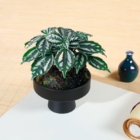 Pot à bonsaï en plastique rond et peu profond, motif fleur de prunier, classique et élégant, diamètre 13 cm, hauteur 8 cm, avec tige haute
