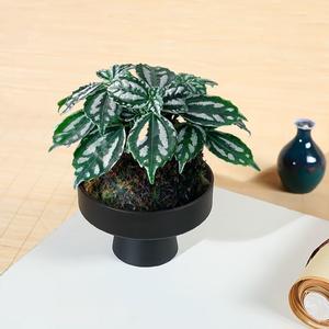 Dia.13cm H.8cm lindo clásico grande poco profundo redondo plástico <span class=keywords><strong>ciruelo</strong></span> flor <span class=keywords><strong>bonsai</strong></span> maceta con tallo alto - Product Image 3