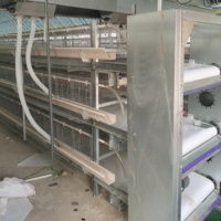 Cage de batterie pour l'élevage de volailles, pigeons et cailles avec système d'abreuvement automatique