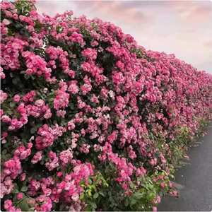 Variété de rose grimpante originale, complète et facile à cultiver - Product Image 1