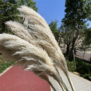 Erba della Pampa Grande all'Ingrosso 120 cm, Piume Soffici Secche, Fiori Naturali per Decorazioni Matrimoniali - Product Image 5
