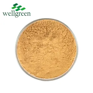 Angelica Sinensis chiết xuất 1% ligustilide Sinensis chiết xuất Dong Quai Angelica gốc chiết xuất