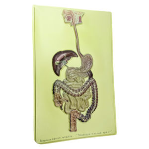 Equipo de enseñanza, modelo de sistema, biológico - Product Image 3