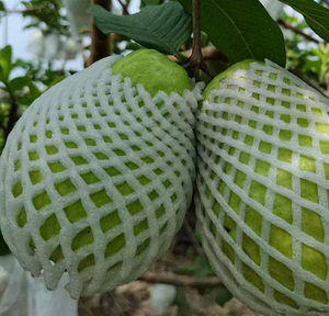 Xốp Bảo Vệ Ổi Bằng Nhựa, Lưới Xốp EPE - Product Image 1