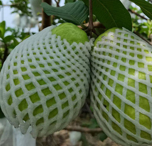 Espuma de protección de guava, cubierta de malla de espuma EPE de plástico