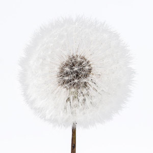 Diente de león de flores secas para manualidades, <span class=keywords><strong>2022</strong></span>, venta al por mayor, 4 cm - Product Image 1
