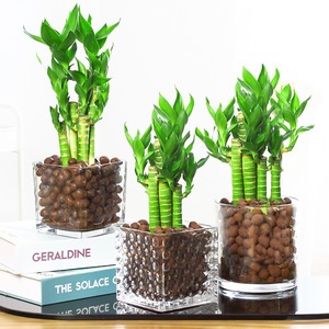 Plantes en pot de bambou Lotus Wenchang cultivées dans l'eau; Racines de plantes hydroponiques faciles d'entretien pour bureaux, verdure persistante - Product Image 3