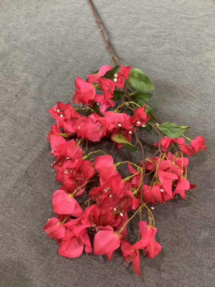 5 branches bougainvillea
