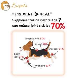 ODM OEM kıdemli köpek ortak bakım tabletleri veteriner-artrit rölyef Pet sağlık ve takviyeler için tavsiye - Product Image 2